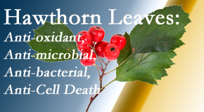 Vancouver Disc Centers presents new research regarding the flavonoids of the hawthorn tree leaves’ extract that are antioxidant, antibacterial, antimicrobial and anti-cell death. 