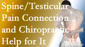 Vancouver Disc Centers explains recent research on the connection of testicular pain to the spine and how chiropractic care helps its relief.