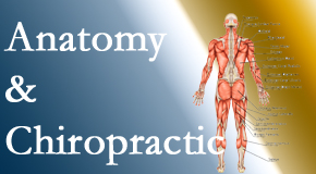 Vancouver Disc Centers proudly delivers chiropractic care based on knowledge of anatomy to diagnose and treat spine related pain.