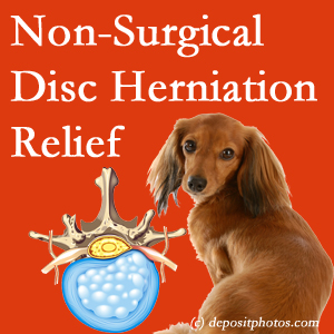 Often, the Vancouver disc herniation treatment at Vancouver Disc Centers successfully relieves back pain for those with disc herniation. (Veterinarians treat dachshunds’ discs conservatively, too!) 