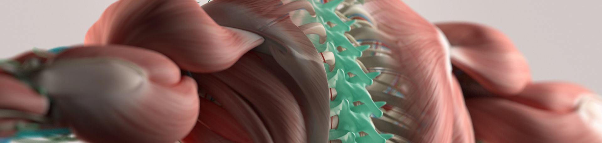Vancouver thoracic spine