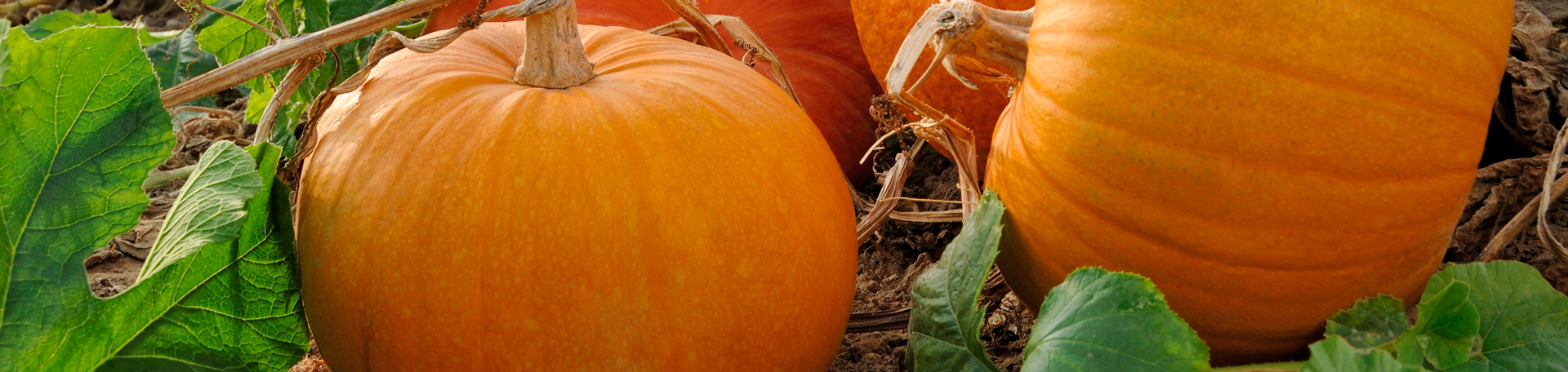 Vancouver Pumpkin Leaves’ help for disc degeneration