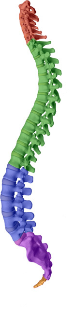 Vancouver Disc Centers aims to help maintain or attain a healthy spine with healthy discs with Vancouver chiropractic care.