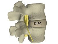 the disc in the lower back